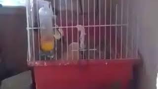 Что будет если засунуть цыплёнка в клетку к попугаю? Приколы с попугаями.