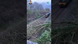 Terrifying Close Call! Tree Falls in Front of Moving Train  | Train vs Tree Accident