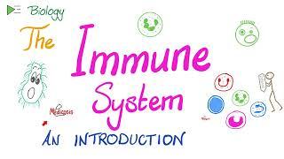 Introduction to the Immune System - Types of Immunity - Immunology Playlist