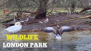 URBAN WILDLIFE IN LONDON PARK 2023-H C VLOGS UK  🪿