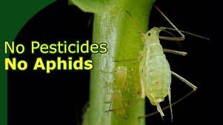 Stop aphids without poison (3 Tips against aphids on Bonsai)