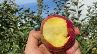 Auvil Early Fuji, Sweet 16, Ashmeads Kernel Apple tasting