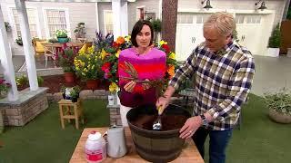 Cottage Farms 1-Piece Maria Stern Rose Live Plant on QVC