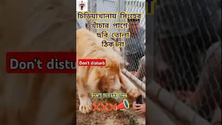 Lion attack The result of a zoo picture is horrible চিড়িয়াখানা ভয়াবহ অবস্থা#shorts #comedy