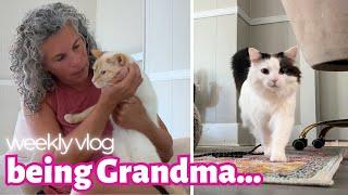 GRANDMA VLOG!  Taking Care of My Sweet GrandKitties