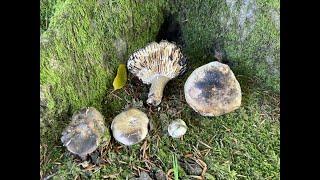 Identifying the Blackening Russula, Russula nigricans