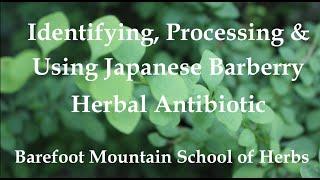 Japanese Barberry - Identifying, Processing, and Using for Herbal Medicine