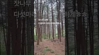 화천킴스카페. 우리모두 항상 건강하게 행복하게....#강아지일상 #고양이 #반려견