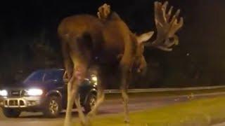 Don’t 'moose' around: Clip of moose walking down road in Alaska gets 1.5mln hits on Facebook