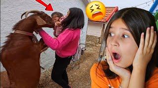 SORA a fost MUȘCATĂ de o capra!? Vlog de familie. Animale domestice pentru copii in romana Capre