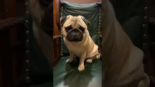 #puglife #shortvideo #pug #shortsvideo #shorts #short #dogs #гуффи #мопс #dog #pugsofinstagram