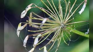 Nature’s Jewelled Garlands