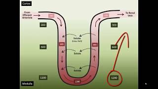 Vasa Recta Counter Current Exchange