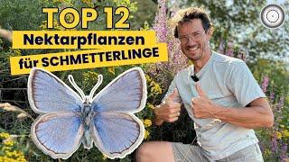 SO EINFACH! - SCHMETTERLINGE im eigenen Garten fördern