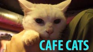 Cafe Cats of Amsterdam - Plus a Cat Cafe & a Cat Boat