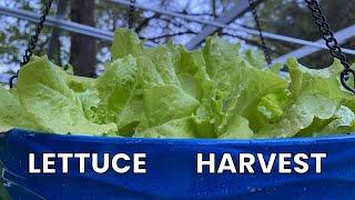 Lettuce Harvest II Jersey Gardening