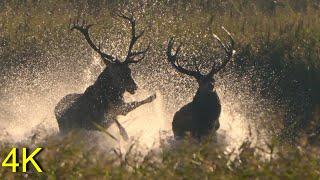 Hirschbrunft 2024,  Konfrontation im Wasser   --   Red Deer Rutting 2024, Confrontation in the Water