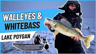 Lake Poygan Walleyes & Whitebass