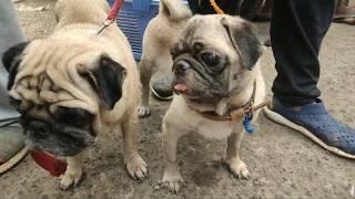 Vodafone Dog Lovers || Pug Lovers || Parrot || Birds || Dog Lovers 