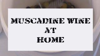 How to Make Muscadine Wine