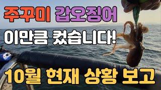 쭈꾸미 갑오징어 낚시_대천항 팀 루피호 : 밍스타tv