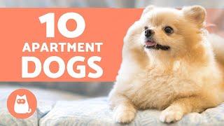 10 BEST APARTMENT DOGS  Breeds for Small Spaces