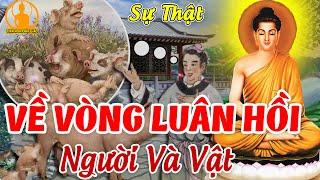 Chuyện Nhân Quả Phật Giáo, TIẾT LỘ Sự Thật Về Vòng LUÂN HỒI Chuyển Kiếp Giữa Người Và Vật Rất Khổ Sở