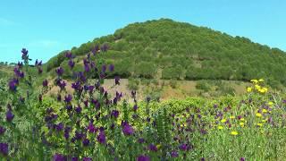 PORTUGAL the Algarve in bloom