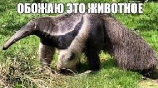 Обожаю это животное... | озвучка o3ccy