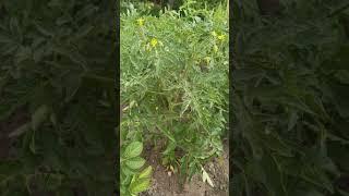Формирование низкорослых томатов #томаты #помидоры #низкорослыетоматы