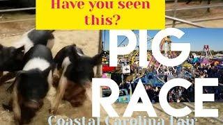 How they do a Pig Race in America.  Watch this! Coastal Carolina Fair