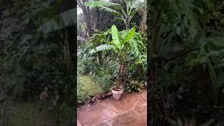 Our plant friends🪴 love rain  and we love ️ them