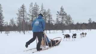 How to drive a husky sledge, Lapland, Finland