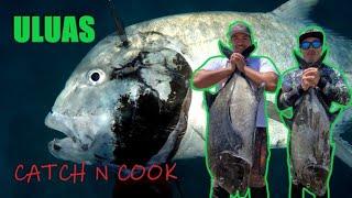 SPEARFISHING HAWAII ULUAS, losing a GIANT OMILU, CATCH and COOK