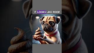 It Look Like Poop? #dog #funny #funnyvideo