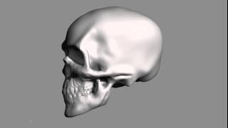 Skull - Savannah Logsdon