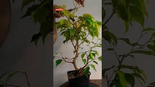 Ficus benjamina Defoliation #bonsai #ficusbonsai #ficusbenjamina