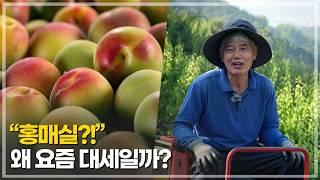 청매실보다 구연산 80% 더 많은 홍매실, 왜 특별할까?