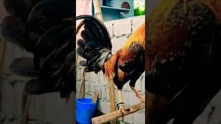 astig bulik babalik yan #chicken #ayam #rooster