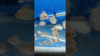 on sale.. butterfly baby DM:-9998484717.. location Ahmedabad #discus #gujarat #skyfish #ahmedabad