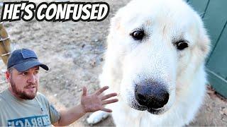 Giant Guard Dog Thought He Was Moving To A New House!