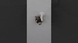 Wasps looking like they are ready to attack me