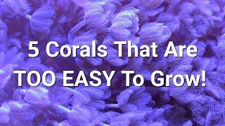 Fastest Growing Soft Corals For An Instant Tank!