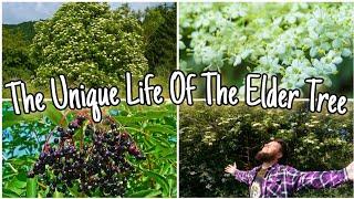 The Elder Tree - Food, Medicine & MythologyWild Edible Foraging & Identification