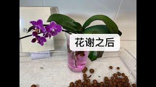 【21003】蝴蝶兰花谢之后，剪枝/修根/换盆/催芽，看两棵蝴蝶兰 【 静姐说花564】有字幕