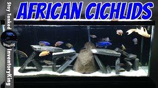 African Cichlids | Peacocks and Haps | The Cichlid Shack Unboxing | Northfin