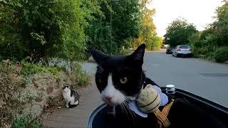 Mit Mr.Whiskers, die Probsteier Korntage 2024 besuchen - E-Bike Radtour Part #8/10