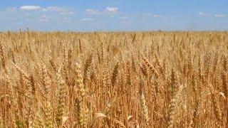 Wheat Field Background Stock Video