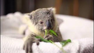 Cute Baby Koala Videos Compilation - Funny and Cute Koala Baby - Facts about Baby Koalas Crying