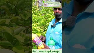[ Tamil ] Guava Online Farmer Mr. Suresh  giving feedback about our Products